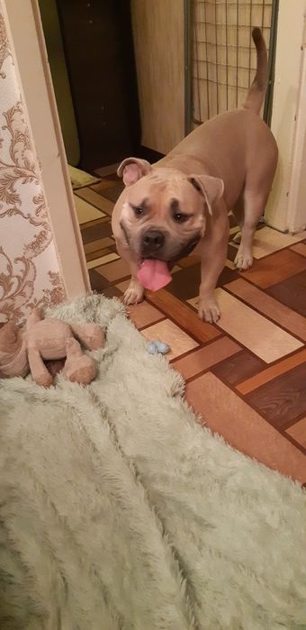 Вязка.Американский булли