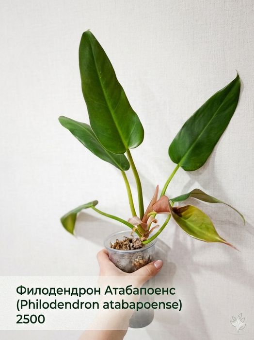 Продам комнатные растения