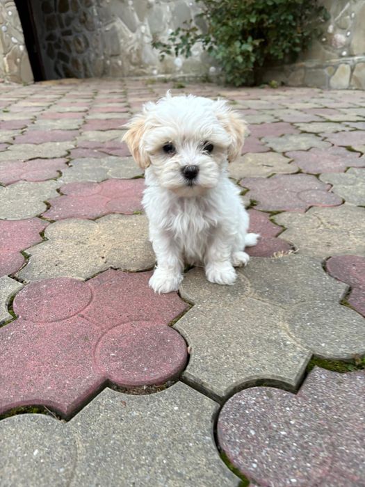 Vand Bichon Maltez