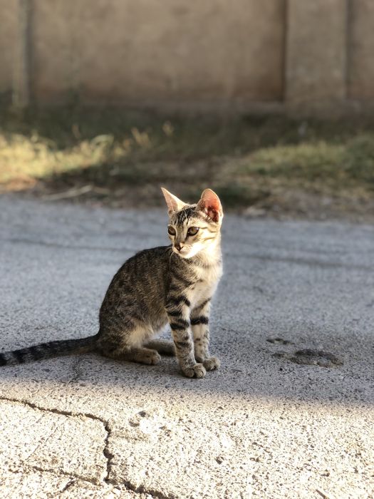 Котята в хорошие руки