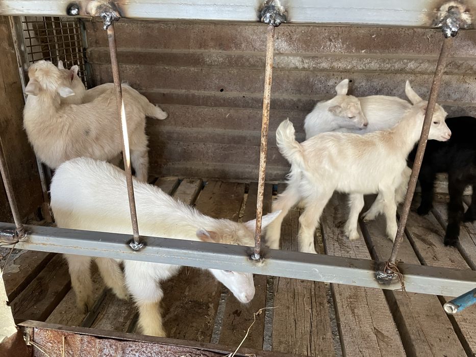 Козлята, лактар сутты ешкилерден