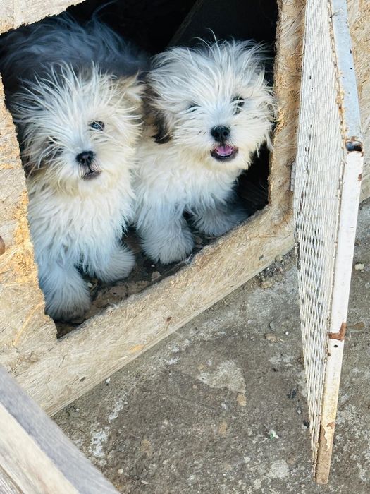 Bichon Havanez spre adoptie