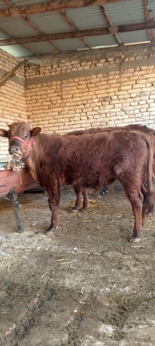 Буккача сотилади