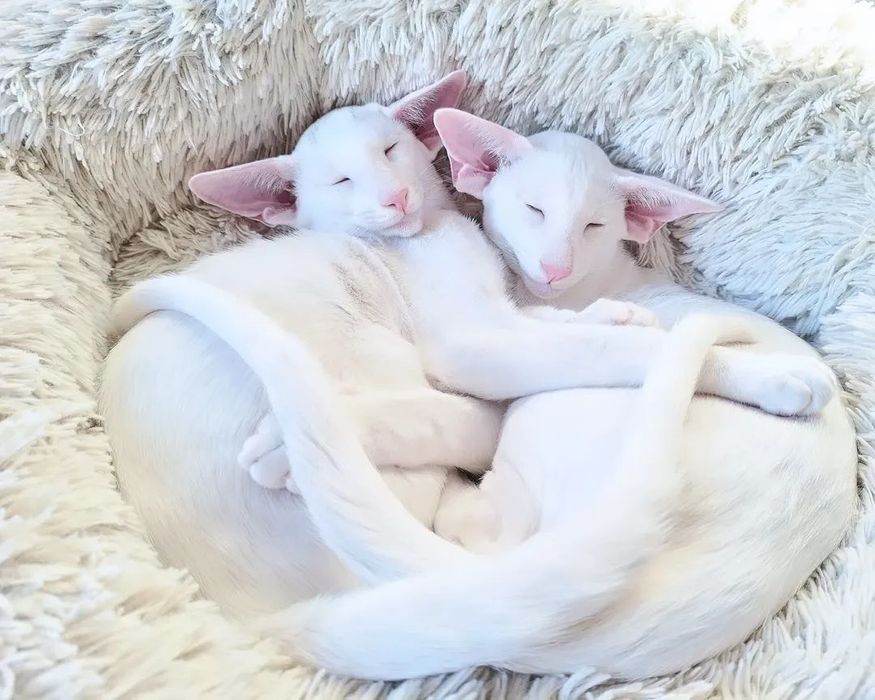 Ориентальные КОТЯТА