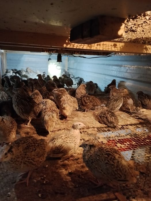 Bedana sotiladi yapon manjur