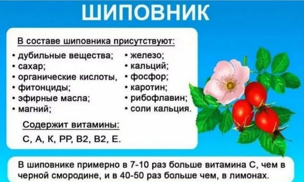 Сироп шиповника, холосас