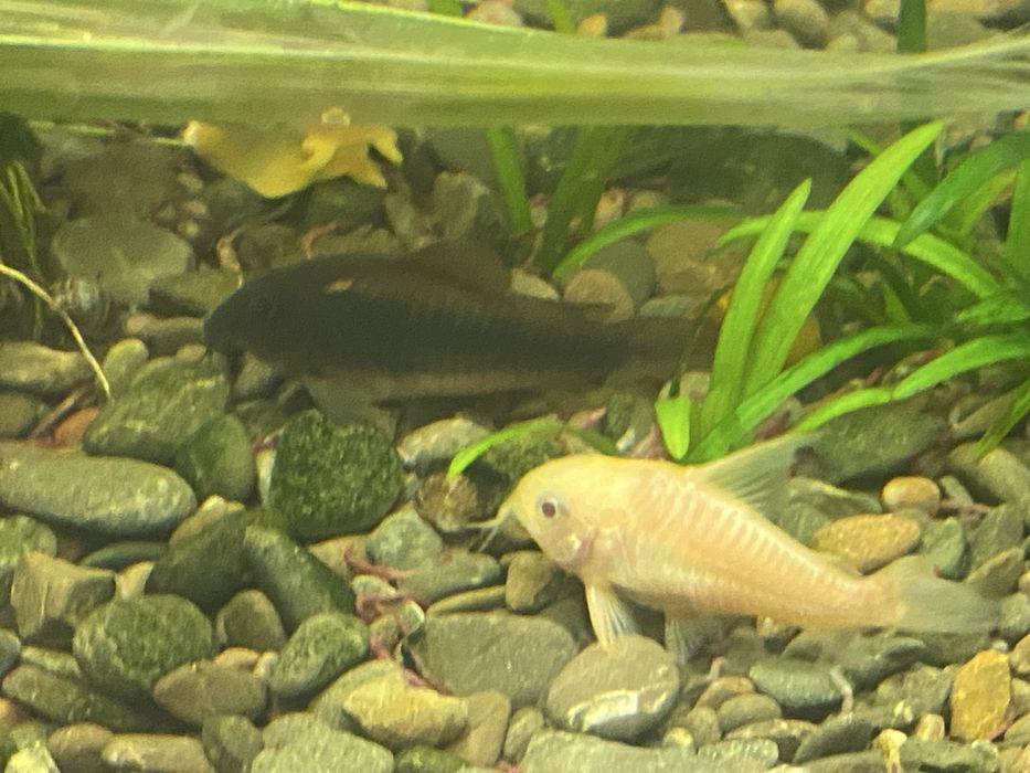 Коридорас сомики