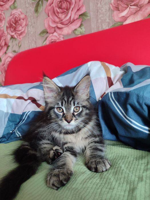 Мейн-Кун котята .