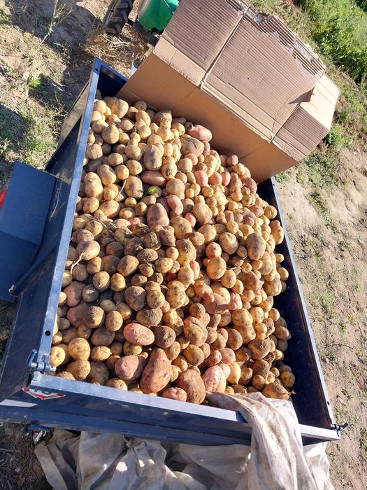 Картофель домашний