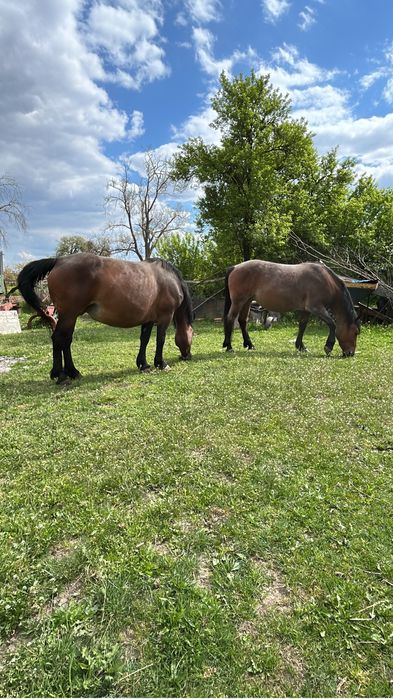 De vanzare doua iepe si un manz