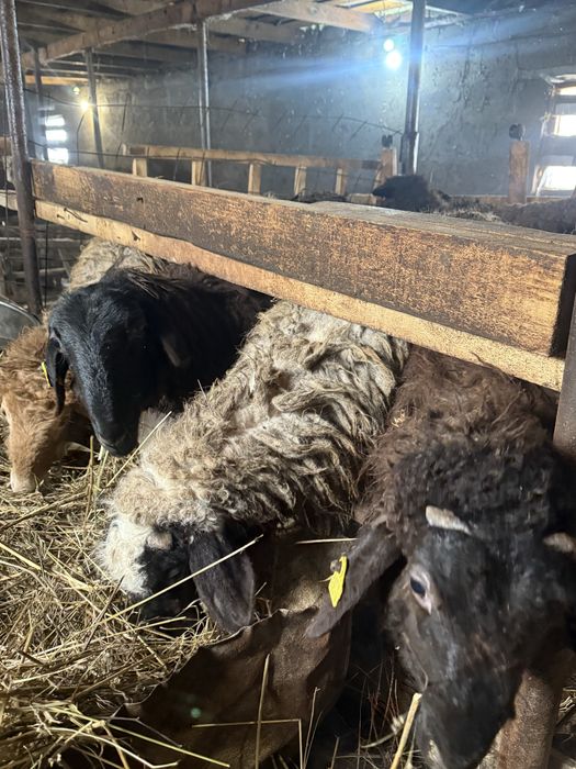 Продам баранов с