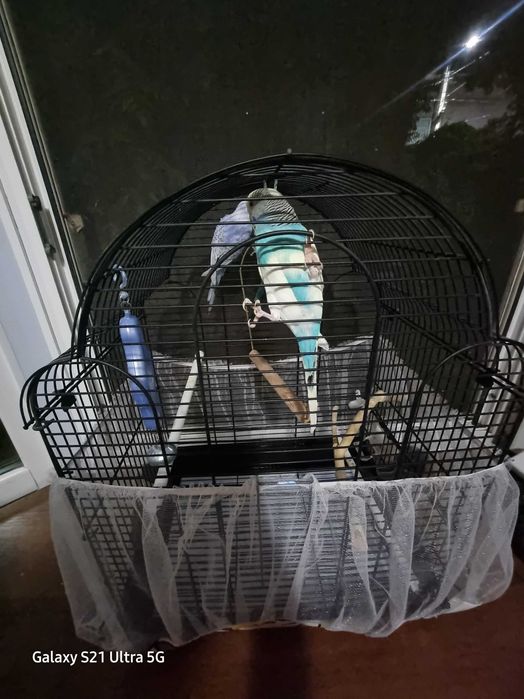 Попугай волнистые