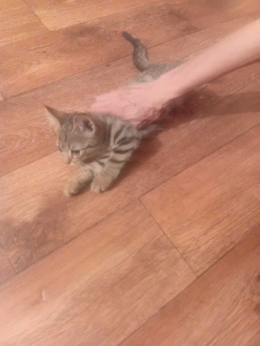 Отдам котят бесплатно.