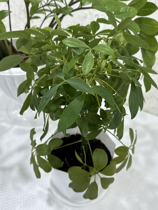 шефлер комнотные расстения