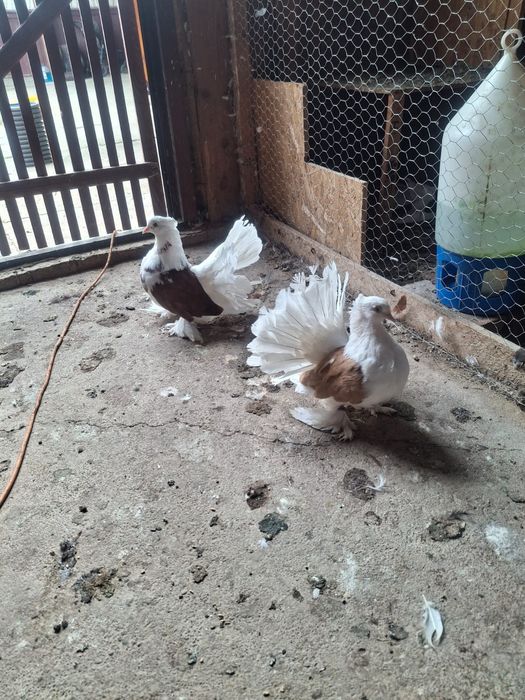 Vand porumbei voltati indieni