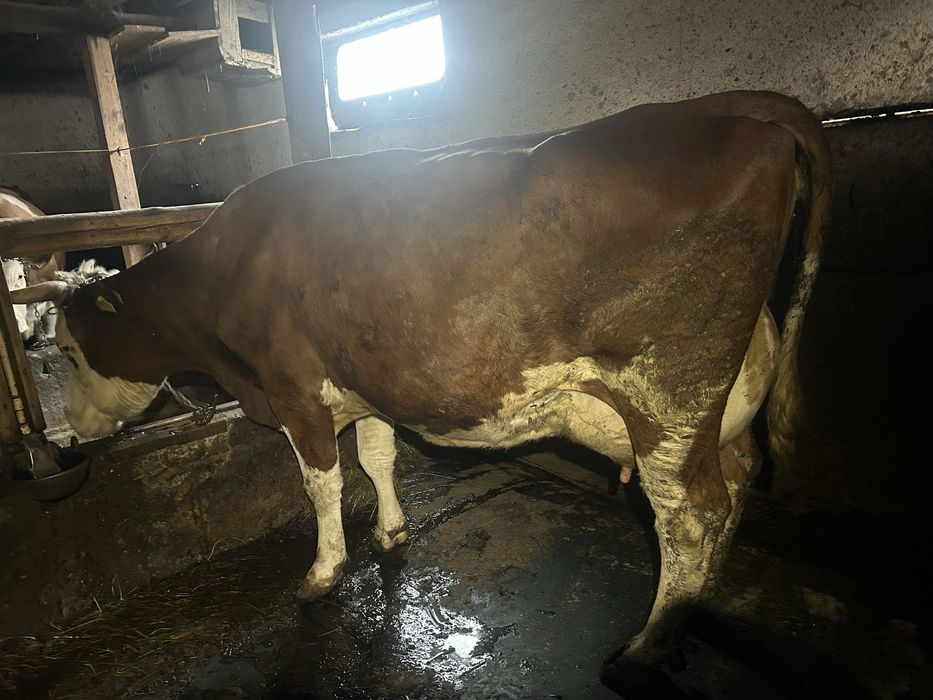 Vand vaci baltata romaneasca