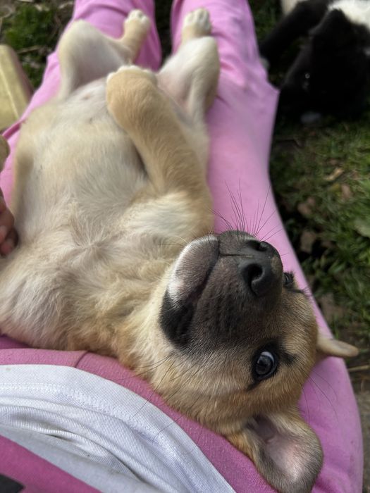 De donat. Vaccinurile fscutd