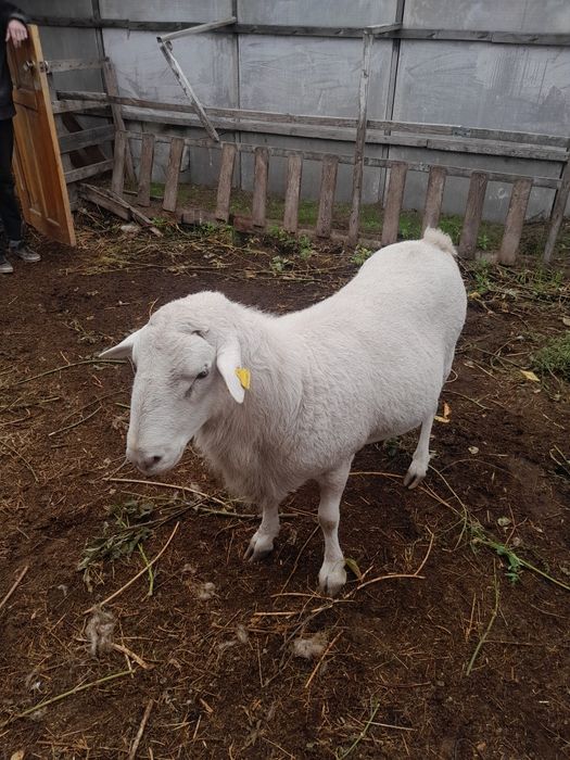 Катумские бараны