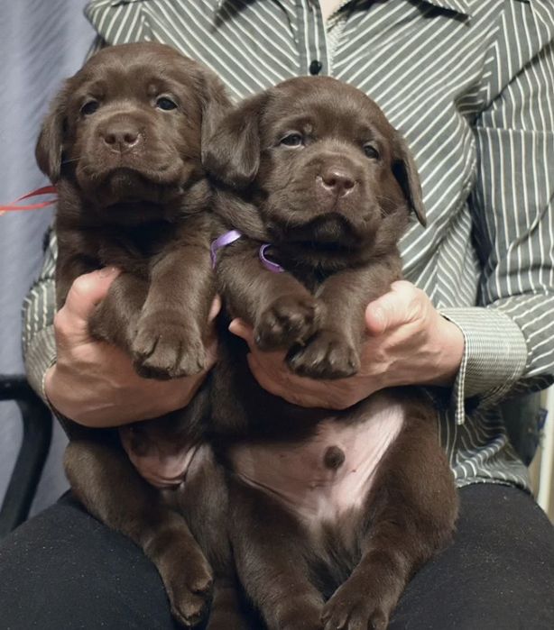 Щенки Лабрадора