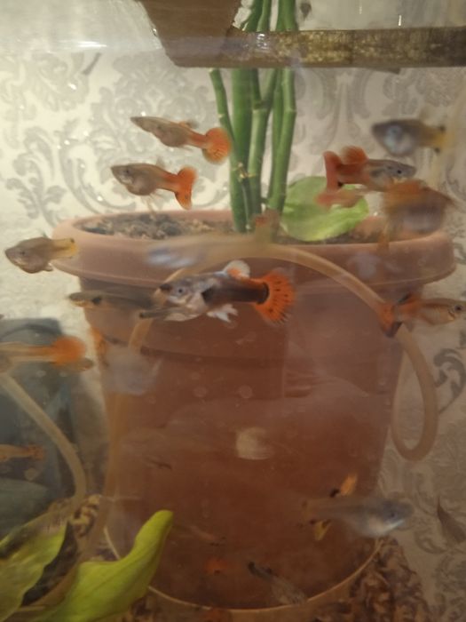Аквариумные рыбки гупии