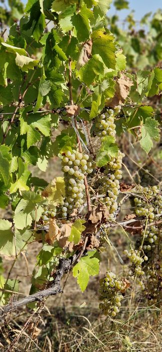 Must Riesling 2026