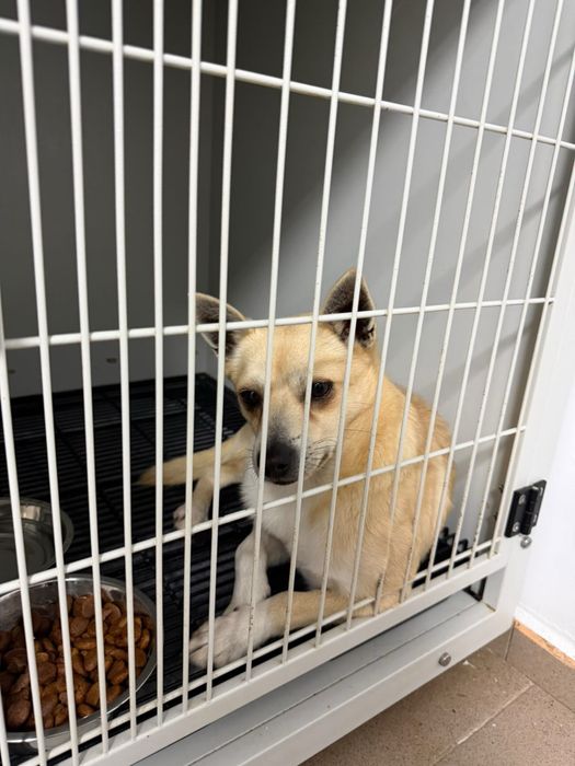 Малко кученце търси дом