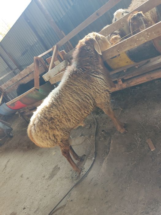 Продам кошкара Арашан