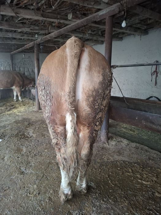 Smental buqa sotiladi