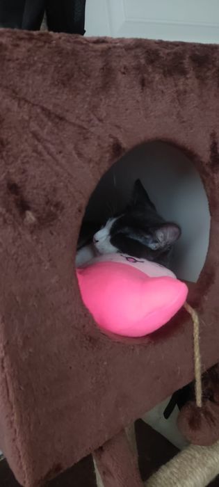 Потерялся котенок