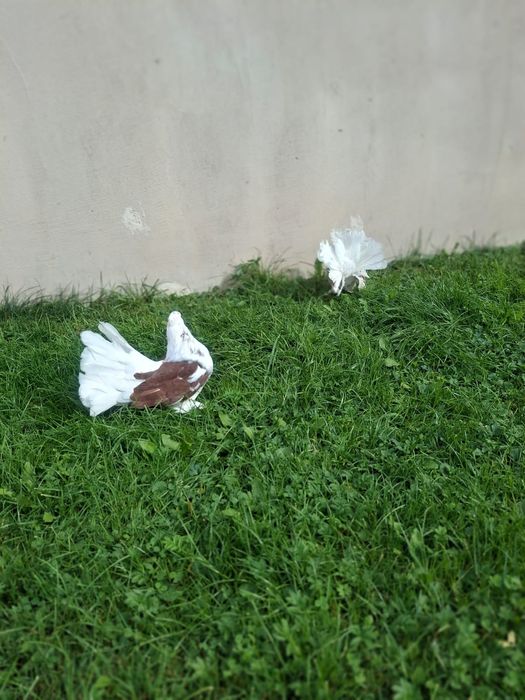 Vand porumbei voltati indieni