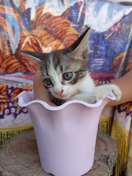 Отдадим котят бесплатно