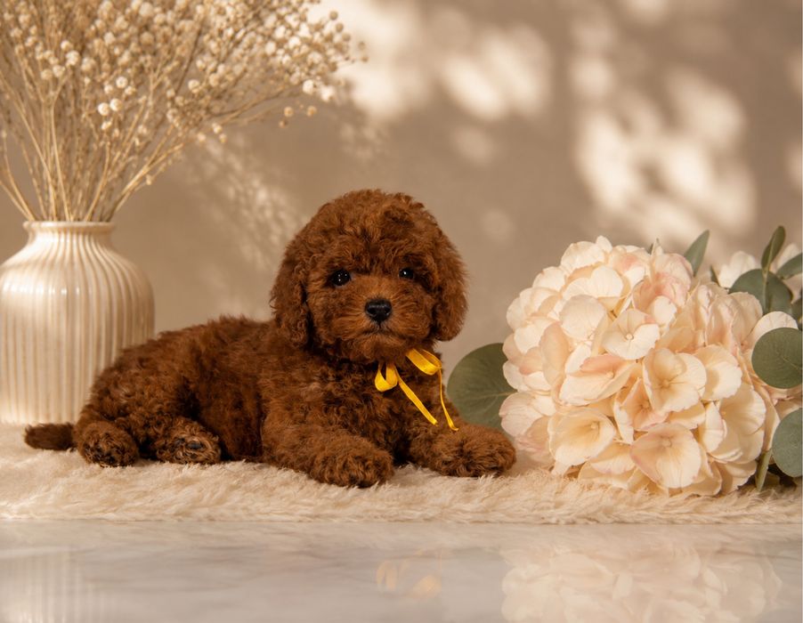 Băiețel Pudel / Poodle TOY  cu pedigree!