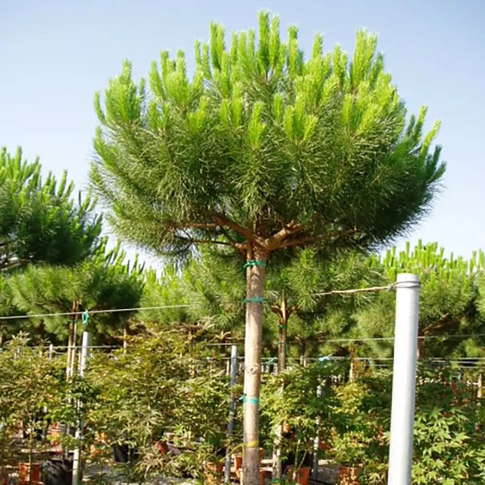 Maslini, palmieri, plante ornamentale, magnolia, leandru roz, rosu, pini, brazi, proiectare gradini, sistem irigare, piatra de tahos, tei, mesteacan.