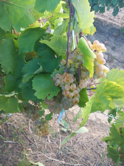 Vând struguri  de vin