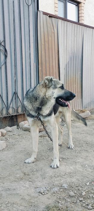 Парода: Тобет жаксы ИТ