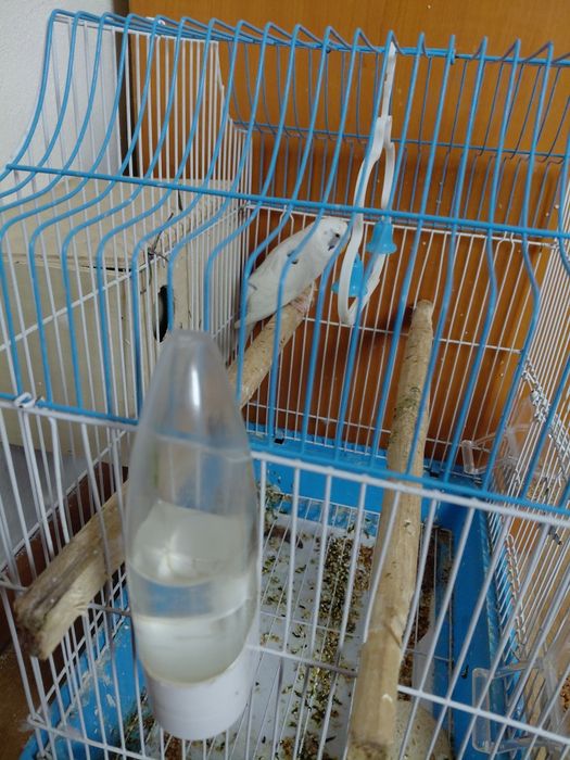 Peruș   cu   colivie