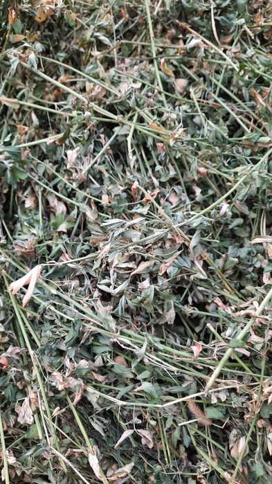 ‼️Baloti de lucerna producție 2025 ‼️