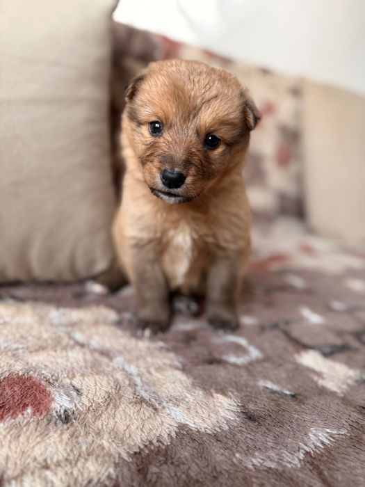 Отдам щеночка в добрые руки!