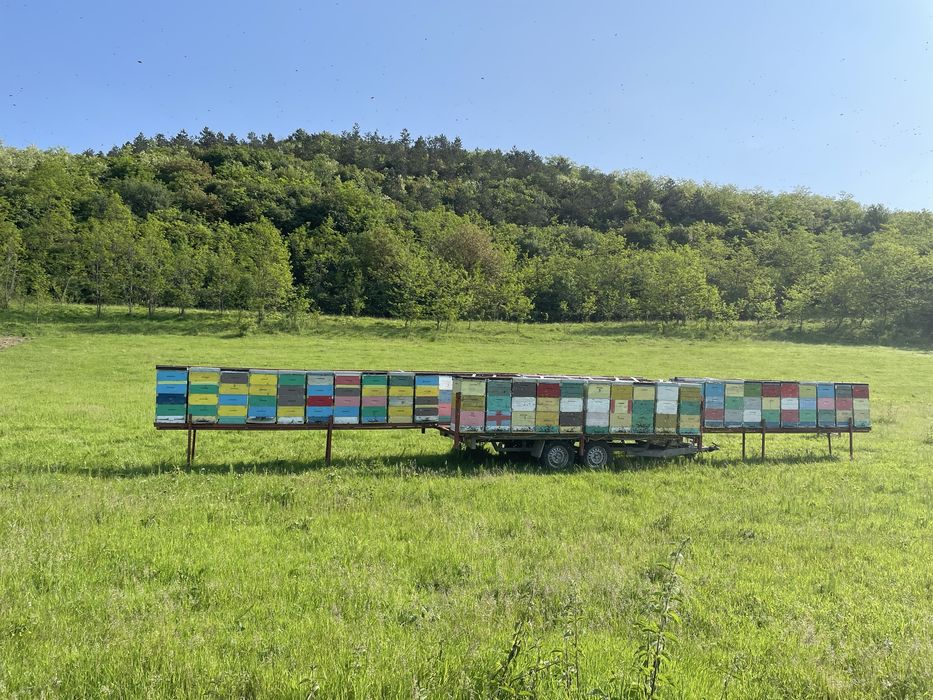 Vand remorca apicola 40 stupi de 10 rame