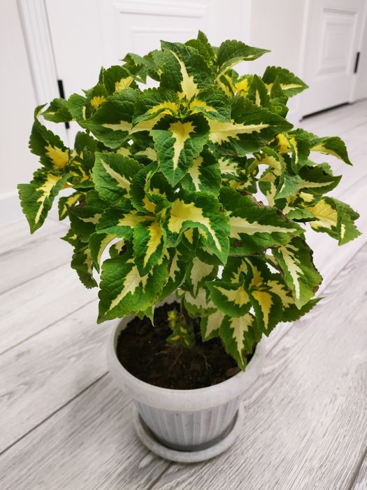 Комнатные растения. Доставка