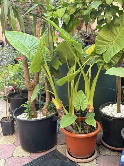 Plante ghiveci colocasia leandru trandafir