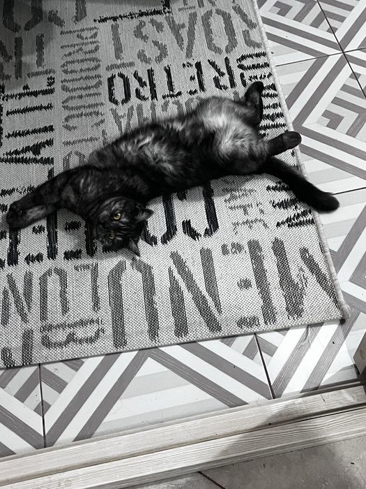 Кошка шотландская скотиш страйт