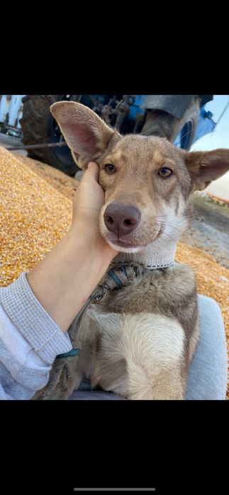 Продам бельгийскую овчярку