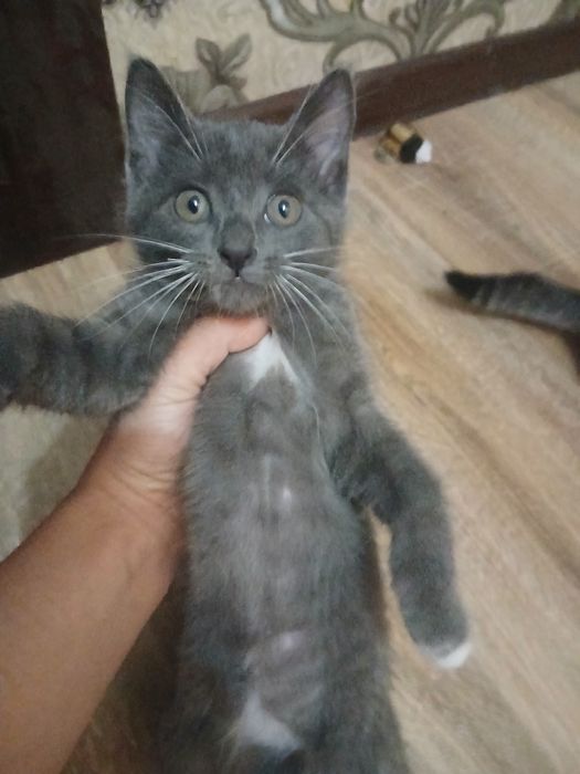 Продаются котята девочка и мальчик