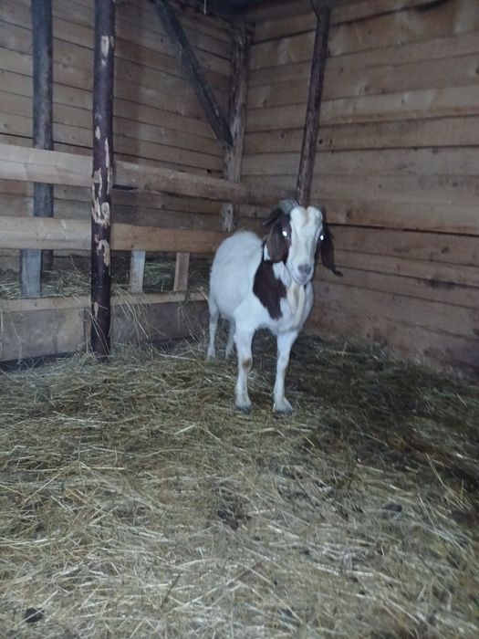 Vând sau schimb tap boier