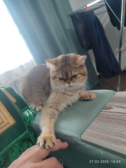 Золотая шиншилла скоттиш страйт