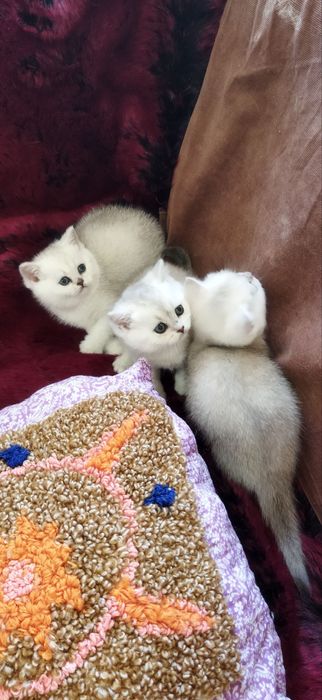 Шотландские котята