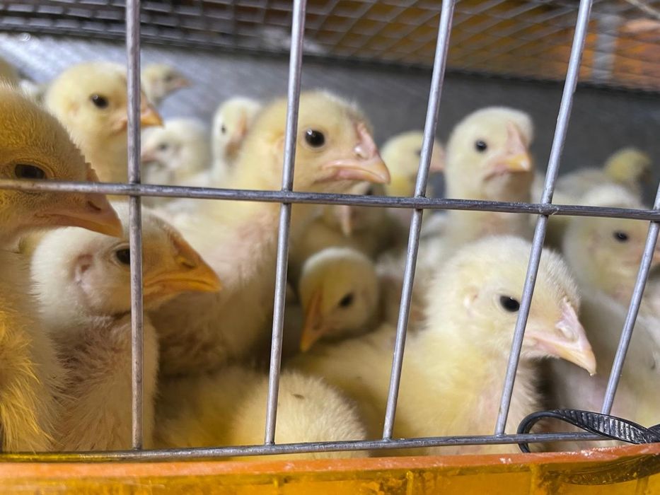 Продам цыплят турецкого бройлера