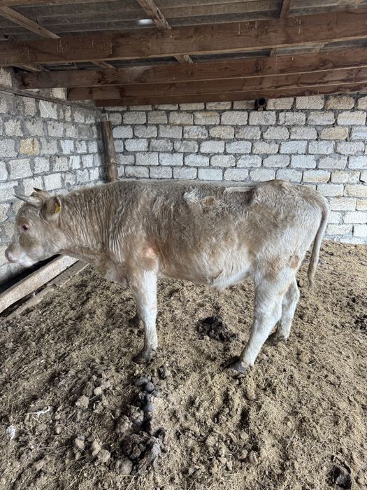 Продаються бычки ( симентальскии)