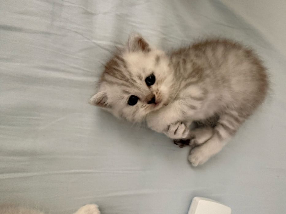 Сребърни котенца